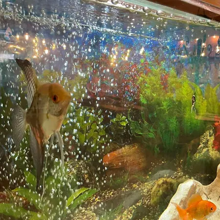 Sea Horse 3* بورغاس